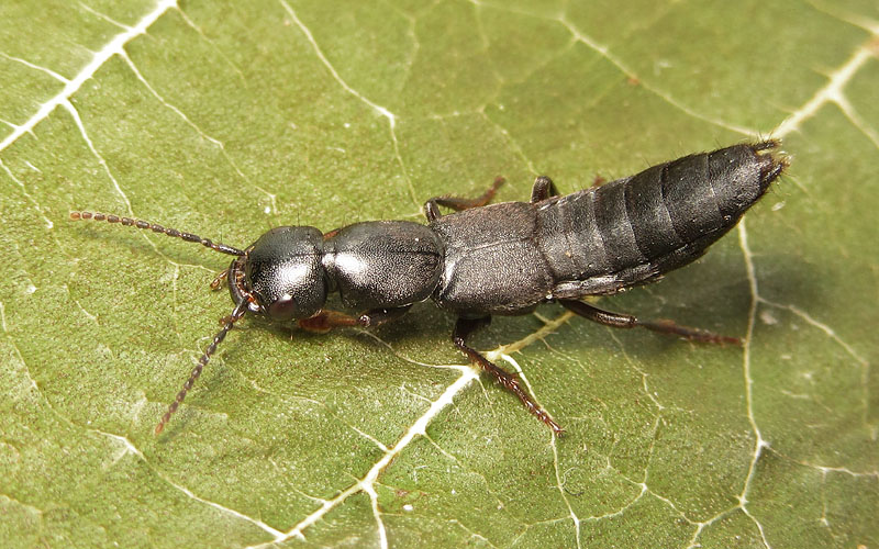 Staphylinidae: Tasgius cfr. winkleri